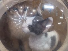 -联合动物医院(光谷诊疗中心)