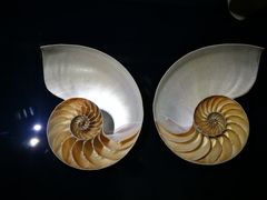 -青岛贝壳博物馆