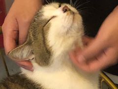 -喵屿·大理花园猫咖