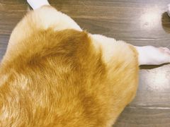 -柯斗斗主题餐厅·狗咖·围炉煮茶·茶饮(国瑞升平里店)