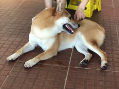 -柴犬高等学院·狗咖·柴犬售卖·宠物训练