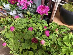 -青石桥花鸟鱼虫市场(叠翠城店)