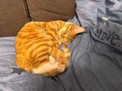 -纳吉亚猫专科动物诊疗中心(蒋宅口分院)