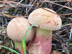 -三锅莊·牦牛肉火锅·香格里拉特色藏餐宴请餐厅(菱角塘路店)
