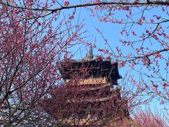 -杭州半山国家森林公园