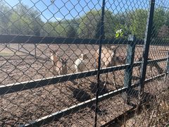 -北京麋鹿生态实验中心