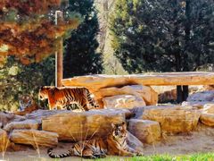 -北京野生动物园