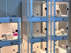 -翊宠yipet猫狗购宠庄园犬舍•猫舍