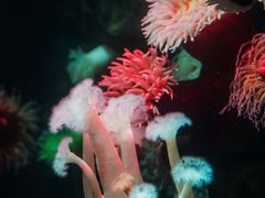 -瑞普利水族馆