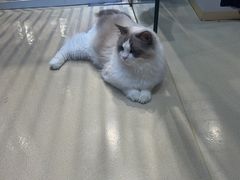 -藏猫猫咖啡主题馆(中央大道店)