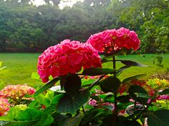 -上海共青森林公园