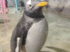 -大连圣亚海洋世界