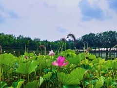-东郊湿地公园