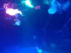 -沙沙哗啦海洋馆(华宇百花谷店)