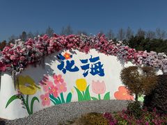 -荷兰花海