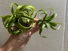 -冰川冷面·延边菜·炭烤串(观前店)