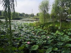 -东台西溪天仙缘景区