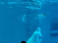 -海合安成都极地海洋公园