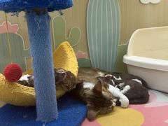 -momokira米努特·德文卷毛猫·棉花面纱犬