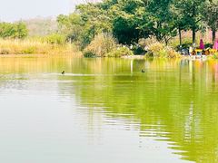 -成都大熊猫繁育研究基地