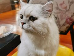 -猫小院猫主题咖啡厅(北锣店)
