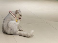 -怪兽屋·羊驼·猫咖·狗咖(俊华广场店)