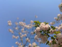 -顾村公园
