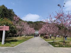 -广州市帽峰山景区
