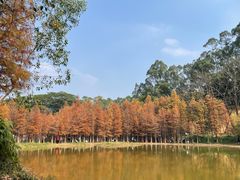-番禺大夫山森林公园
