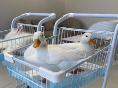 -怪兽屋·羊驼·猫咖·狗咖(俊华广场店)