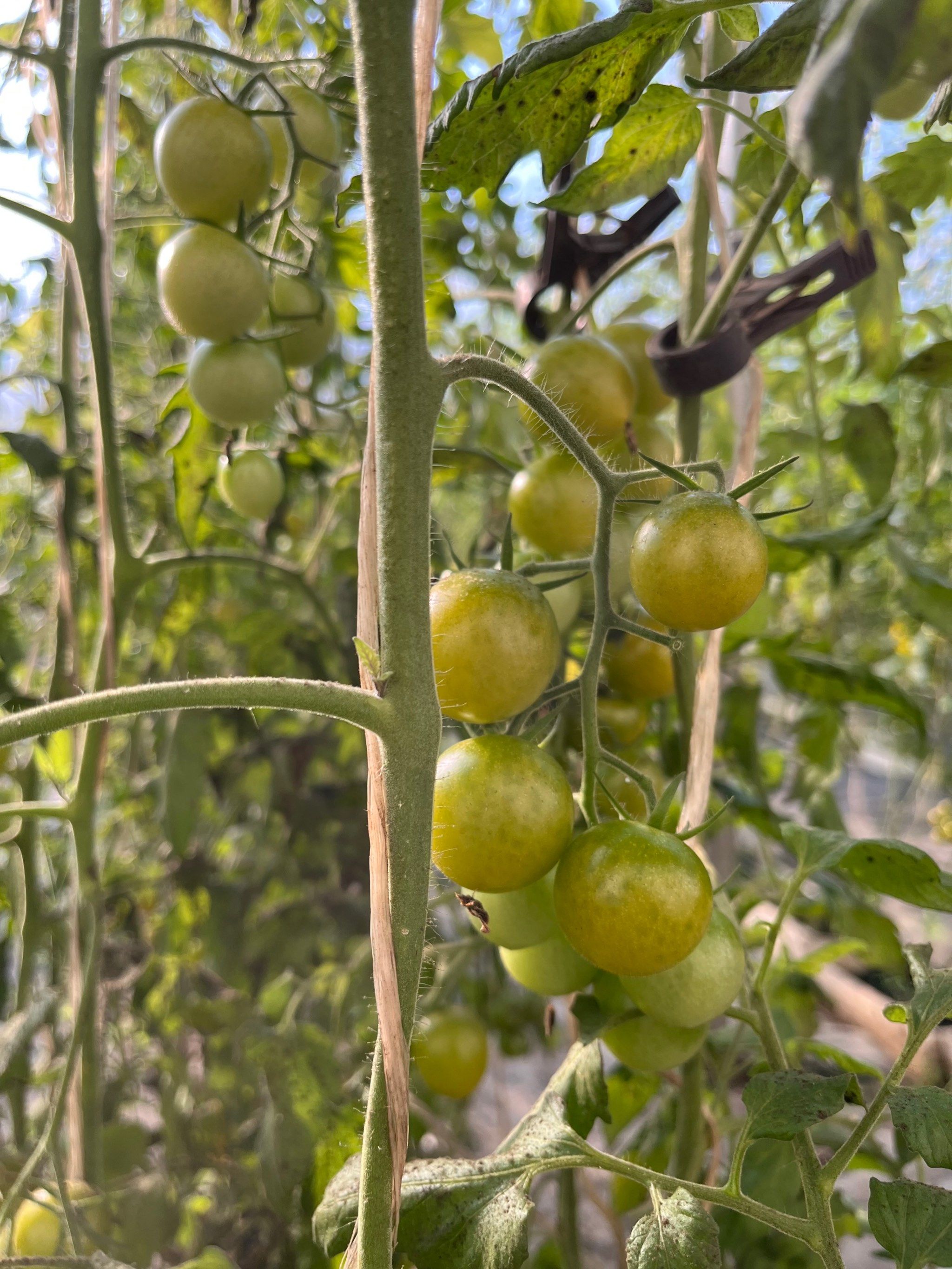 水果西红柿熟了