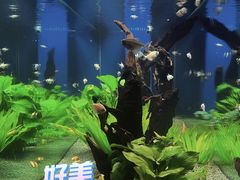 -松临·铁板烧&Omakase(神农店)