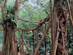 -中国科学院西双版纳热带植物园