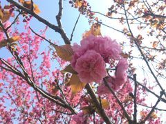 -南汇桃花村