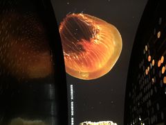 iphone_upload_pic-同济大学四平路校区深海探索馆