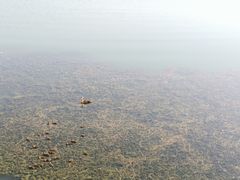-丁香湖公园