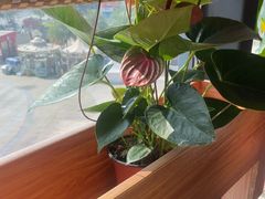 -粤点越有·茶点·粤菜(樵岭国际店)