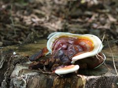 -华侨城湿地公园