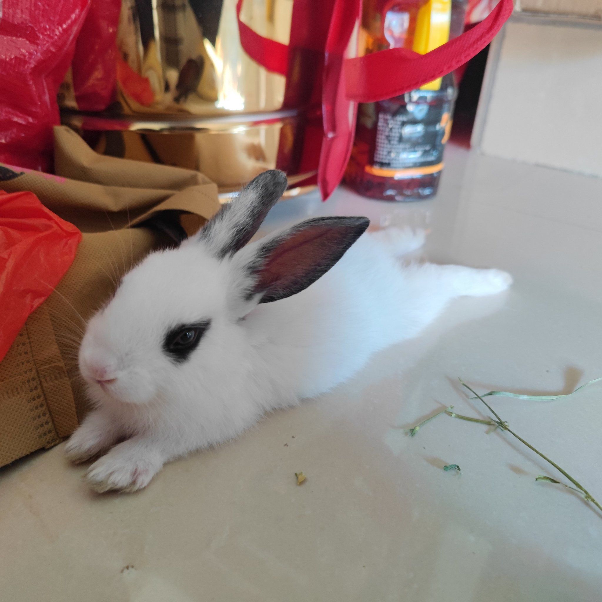 你家兔兔也是趴着拉屎蛋的吗!