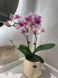 -YESIDO椰岛美容