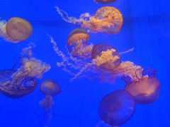 -上海海洋水族馆