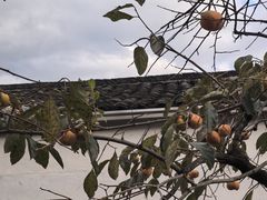 -塔川景区