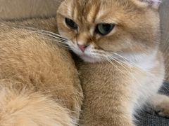 -滚猫咖啡·猫咖·猫友好撸猫(未来城店)