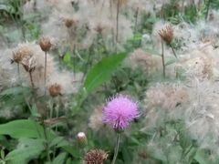 -成都中医药大学(温江校区)