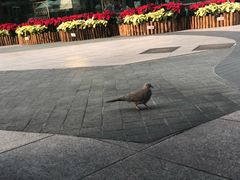 -香港ELEMENTS圆方