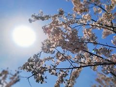 -顾村公园