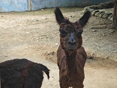 -泉州海丝野生动物世界