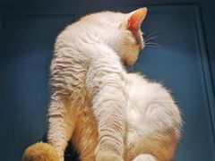 -遇见羊驼·奶狗咖·布偶猫咖·法斗柯基柴犬阿拉斯加(春熙路太古里IFS店)