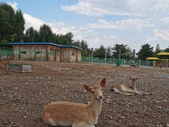-大青山野生动物园
