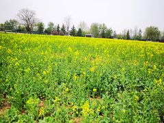 -汉长安城未央宫国家考古遗址公园